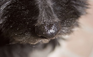 Illustration d'un chien noir.