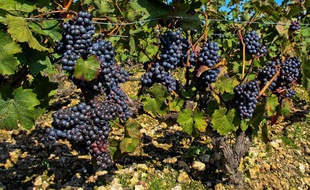 Illustration vignoble