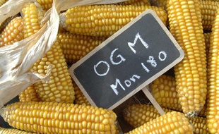 Maïs OGM de Monsanto.