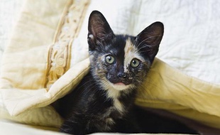 Photo d'illustration: Un chaton relativement mignon.