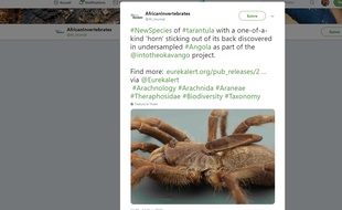 Une araignée avec une corne a été découverte en Angola.