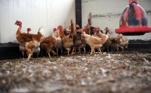 Des poules dans un élevage bio, en 2013 en France
