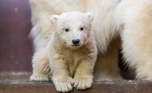 Fritz, le petit ourson polaire du zoo de Tierpark, à Berlin (Allemagne), est décédé le 6 mars 2017 des suites d'une hépatite.