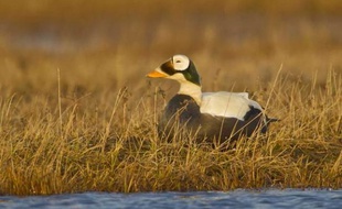 L'eider commun fait partie des espèces prises au piège des plate-formes off-shore lors de leur migration