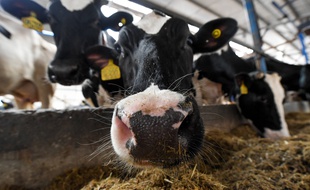 Des vaches dans un élevage. Illustration.