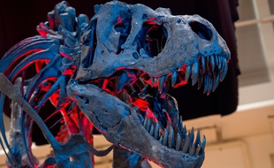 Le squelette d'un Tyrannosaurus Rex exposé en octobre 2014 à Munich.