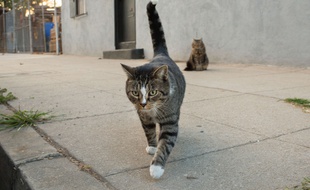 Illustration de chats errants.