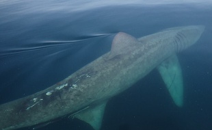 Illustration d'un requin pèlerin, ici observé en mai 2018 au large des côtes du Finistère par l'association Apecs.