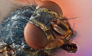 Photo d'illustration d'une mouche.