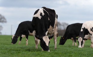Les éleveurs suisses qui préservent les cornes de leurs vaches n'auront pas le droit à des subventions (illustration).