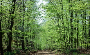 Une forêt alsacienne (illustration).