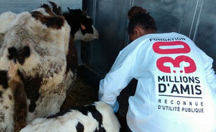 Les vaches ont été secourues par l'association mardi.
