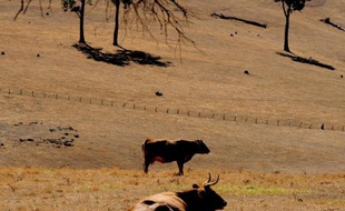 Du bétail dans une zone rurale de l'Australie touchée par la sécheresse