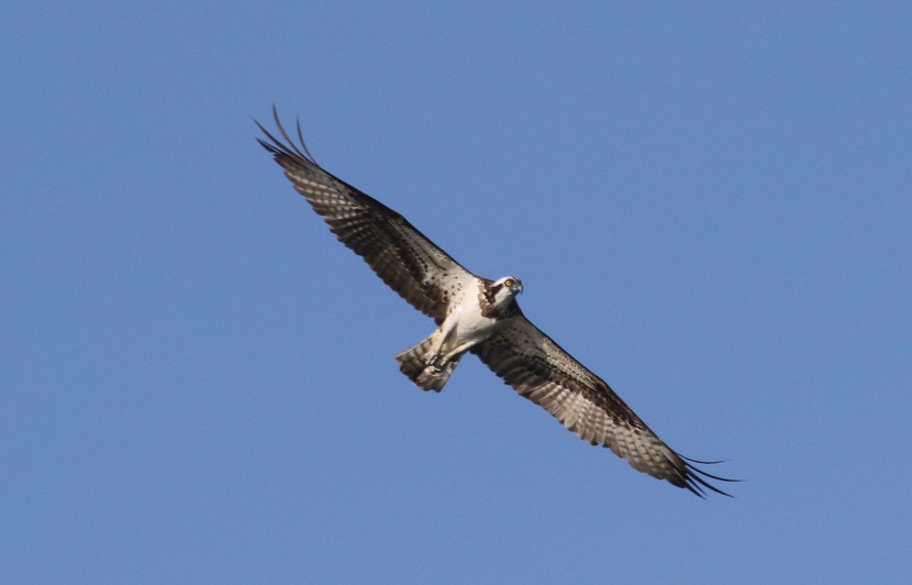 L Aigle Pecheur Espece Mythique Est De Retour En Alsace