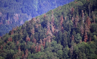 Les forêts vosgiennes sont désormais beaucoup plus bigarrées.