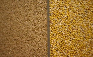 La facture mondiale des importations alimentaires "pourrait passer le cap des mille milliards de dollars en 2010", ce qui affectera d'abord les pays pauvres, selon la FAO, qui appelle la communauté internationale à "se préparer à de nouveaux chocs".