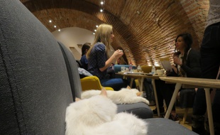 Le premier bar à chats de Toulouse, Chapristea, ouvre ses portes le 20 mai 2016 en centre ville.