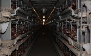 Cette fois-ci, c’est un élevage de 138.000 poules à Henanbihen, près de Lamballe (Côtes d’Armor) qui se retrouve dans le collimateur de L214.