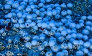 Les premières images de Greenpeace du massif corallien découvert au large du fleuve amazone sont prometteuses.
