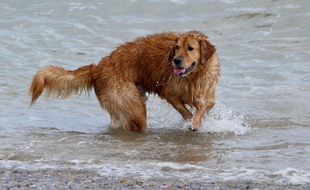 Un chien (illustration).