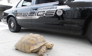 Clark s'était perdue dans les rues d'Alhambra en Californie.