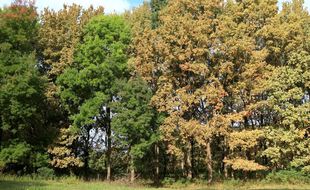 Chênes attaqués par Corythucha arcuata, à côté d’érables. Le contraste des couleurs est saisissant