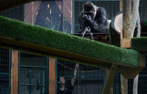 75 départements en vigilance orange, les animaux souffrent aussi de la chaleur…