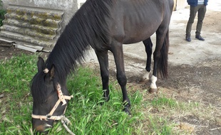 Tommy l'ex-mule vit désormais en Ariège.