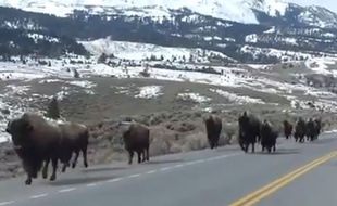Capture d'écran d'une vidéo sur laquelle des bisons fuient le parc du Yellowstone