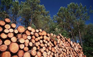 Se chauffer aux résidus de pin des Landes est une pratique qui devrait se démocratiser, selon les organisateurs du salon Forexpo