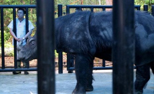 Des rhinocéros de Sumatra ont été filmés sur la partie indonésienne de l'île de Bornéo, où on les croyait disparus, relançant l'espoir pour cette espèce en très grand danger, a indiqué mercredi le WWF.