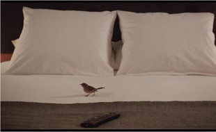 Bird People