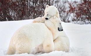 Deux ours polaires se câlinent au Canada, fin 2012.