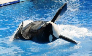L'orque Tilikum, qui avait tué un dresseur, lors d'une représentation le 30 mars 2011 au parc aquatique SeaWorld à Orlando en Floride