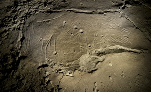 Le bison aux cupules, seulement visite dans la partie interdite de la grotte de Niaux jusqu'à présent.