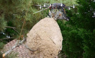 Le drone chasseur de nids de frelons asiatiques