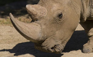 Photo non datée fournie le 16 décembre 2014 par le zoo de San Diego, en Californie, montrant Angalifu, un rhinocéros blanc du Nord mâle, mort deux jours plus tôt
