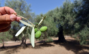 Photo illustration des oliviers centenaires dans la région de Villamassargia en Sardaigne.