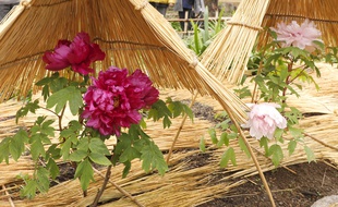 Illustration de pivoines