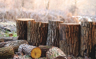 Des arbres coupés.