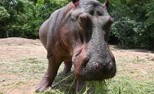 Le sort de Jumbo, l'hippopotame du cirque Muller, est désormais entre les mains de la justice. (Illustration)