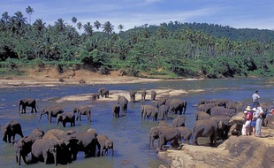 Des éléphants dans une rivière, près de Colombo, au Sri Lanka.