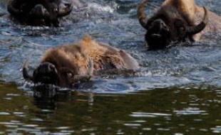 Un troupeau de bisons traverse une rivière dans le parc du Yellowstone, aux Etats-Unis, le 21 juin 2011. Près de 3.000 bisons vivent dans ce parc naturel du Wyoming.