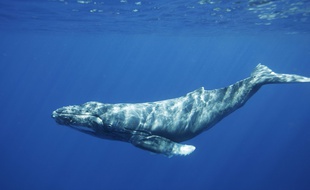 Illustration d'un rorqual.
