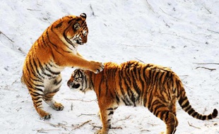 Des tigres de Sibérie dans le centre de Harbin, en Chine.
