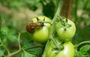 Et si ce fruit sucré de l’été devenait l’arme secrète anti-limaces pour sauver vos jeunes pousses ?