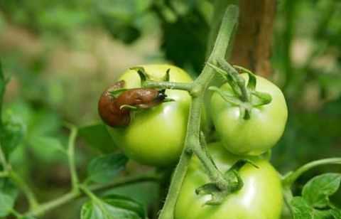Et si ce fruit sucré de l’été devenait l’arme secrète anti-limaces pour sauver vos jeunes pousses ?