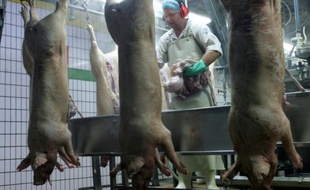 Un employé de l'abattoir de la Cooperl à Montfort-sur-Meu découpe des cochons sur la chaîne de l'entreprise le 9 Mars 2007