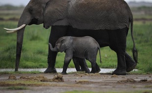 Le Mozambique abritait environ 15.000 éléphants il y a cinq ans. Mais ils pourraient disparaître dans les dix ans si aucune mesure sérieuse n'est prise pour combattre les braconniers, préviennent des défenseurs de l'environnement qui estiment que l'Afrique du Sud voisine pourrait être touchée ensuite.