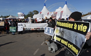 Manifestation contre la présence d'animaux en captivité dans les cirques. (Archives)